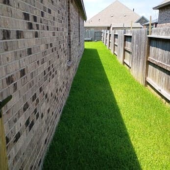 Completed yard cleanup with mulched tree ring